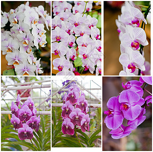 美丽的兰花植物风格花瓣农村植物学紫色叶子花园花束装饰图片