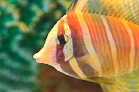 泰国Rayong省水族馆内的阿尼米纳鱼条纹海洋生活红色动物野生动物游泳热带橙子单眼皮图片