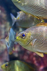 泰国Rayong省水族馆内的阿尼米纳鱼热带两栖珊瑚海葵红色橙子生活海洋野生动物白色图片