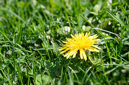 绿草中的dandelion caraxacum背景图片