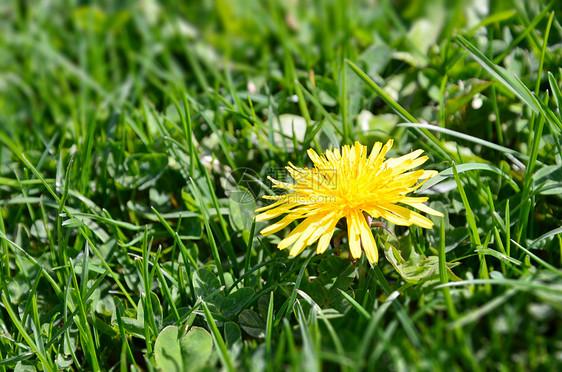 绿草中的dandelion caraxacum图片