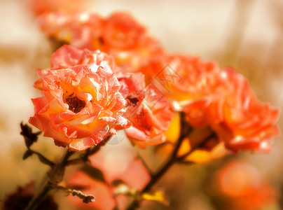 玫瑰花植物树叶叶子红色花朵花园花束橙子梦幻季节背景图片