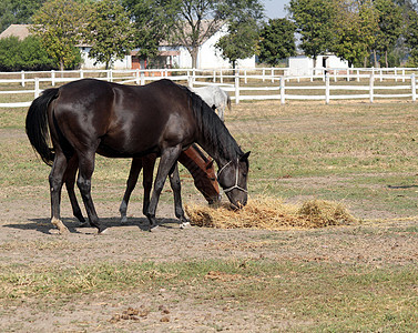 养马有吃干草的马匹图片
