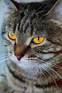 黄眼猫的肖像眼睛鬓角黄色蓝色胡子哺乳动物胡须条纹宠物动物图片
