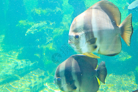 泰国Rayong省水族馆的鱼类游泳热带海洋单眼皮条纹珊瑚海葵两栖蓝色动物图片