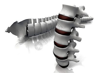 脊柱和椎骨图片