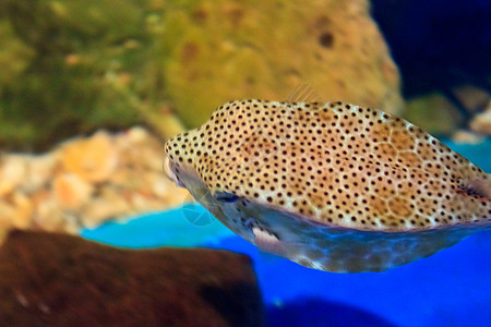 泰国Rayong省水族馆的鱼类野生动物条纹白色橙子动物热带生活蓝色珊瑚两栖图片