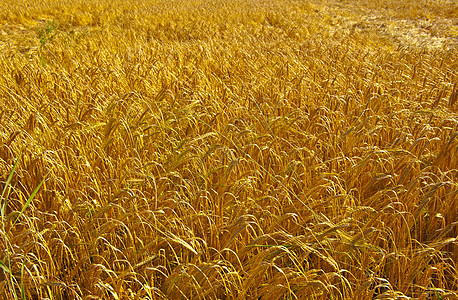小麦田种植园季节耳朵生长乡村国家农场农田农村草地图片