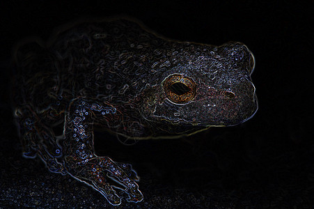尼昂柯普的灰树青蛙动物群野生动物创造力艺术雨蛙金子荒野两栖眼睛树蛙图片