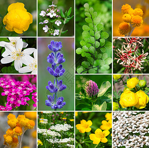 新鲜药用芳香 植物 鲜花     成套收集图片