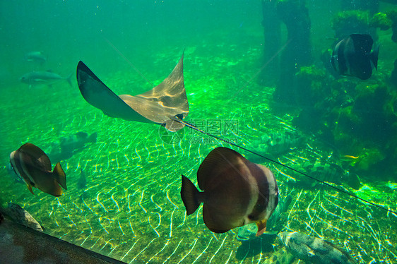 泰国Rayong省水族馆的鱼类热带海洋红色生活黄色动物条纹珊瑚白色蓝色图片