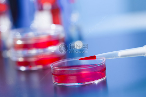 配有红色液体和花粉盘的浸泡液吸管测试样本生物学生物实验室遗传科学化验生化图片