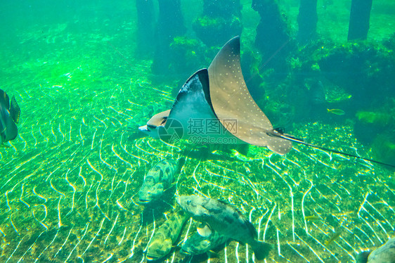 泰国Rayong省水族馆的鱼类红色条纹两栖生活蓝色珊瑚热带黄色橙子野生动物图片