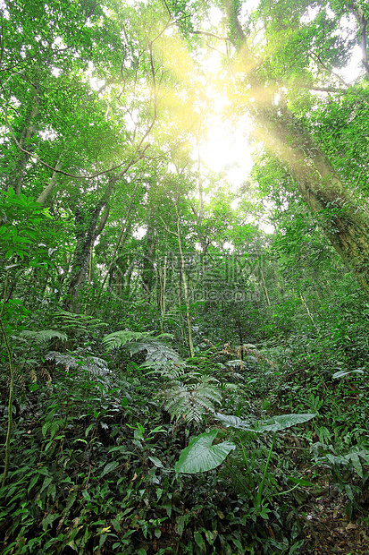 春天的树林公园森林山毛榉风景太阳分支机构树木旅行季节水分图片