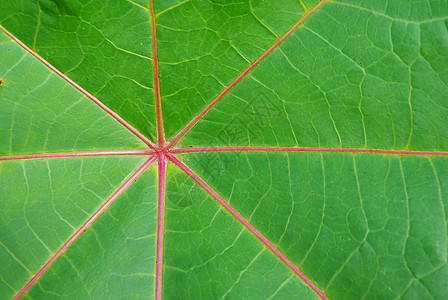 棕榈树红叶光合作用线条蓖麻生态叶子环境季节细胞生活植物群图片