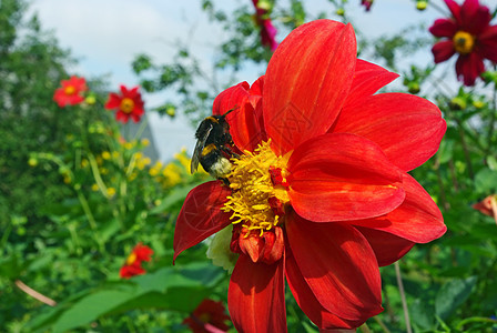 Dahlia上的蜜蜂野生动物植物群蜂蜜花蜜花瓣花粉动物花园昆虫飞行图片