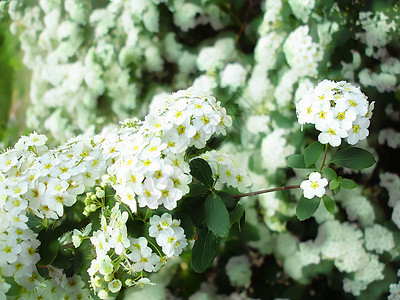 春花花花朵生长白色花园花瓣植物绿色园艺植物群公园图片