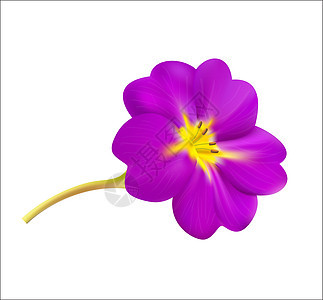 矢量说明白色紫色粉色植物花瓣绿色背景图片