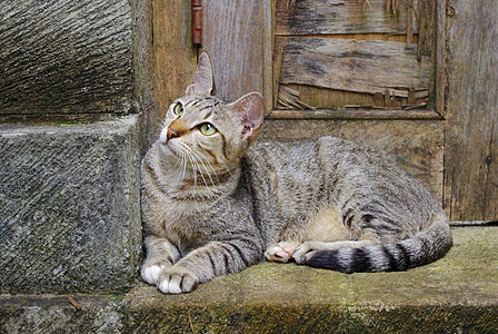 猫坐在门前哺乳动物连体门廊水平乡村小猫宠物图片