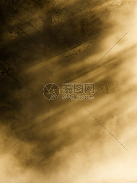 来自美国怀俄明州黄石公园Mammoth温泉的死松树和蒸汽图片