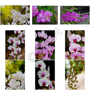 美丽的兰花热带农村背景植物学装饰植物花束花园风格紫色图片