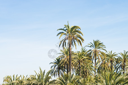 棕榈树种植园树梢植物园生长农场棕榈农业植物植物群树林苗圃图片