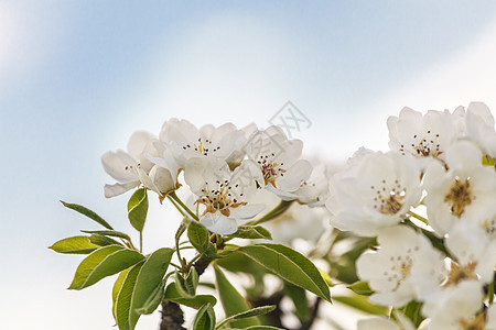 樱花花花瓣花园花朵绿色园艺植物学水果白色天空叶子图片