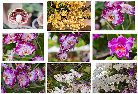 美丽的兰花叶子花束花园植物装饰热带花瓣风格植物群紫色图片