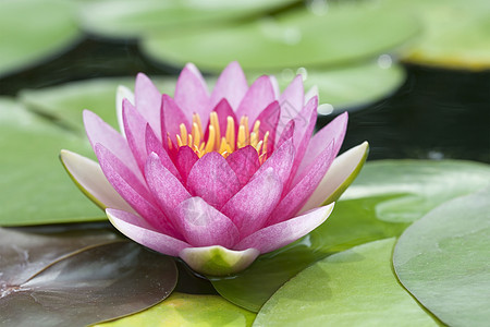 闪光粉莲花粉色池塘花园风景荷花绿色热带叶子图片