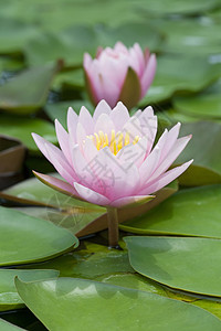 闪光粉莲花绿色粉色风景荷花花园池塘热带叶子图片