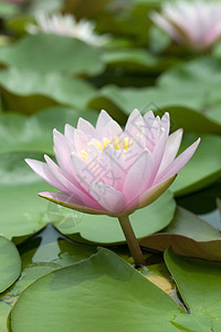 闪光粉莲花风景绿色荷花热带花园池塘叶子粉色图片