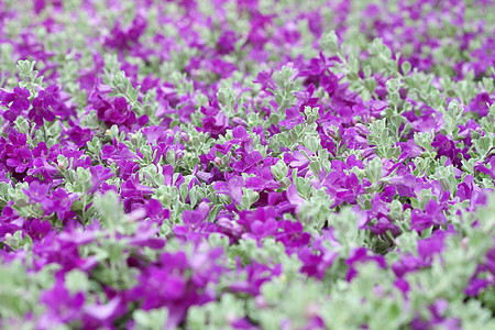 热带花园上的花朵粉色植物绿色公园紫色衬套天空花园热带叶子图片