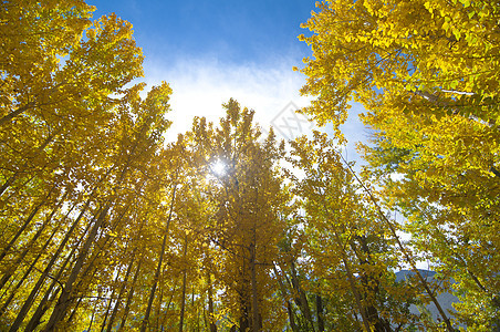 瀑木树晴天红叶季节生长木头太阳叶子日光蓝色黄色图片