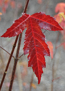秋季叶子树叶红叶红色图片