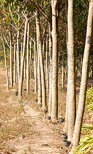 橡胶树生长环境树干庄园收获植物植物群阴影种植园乳胶图片