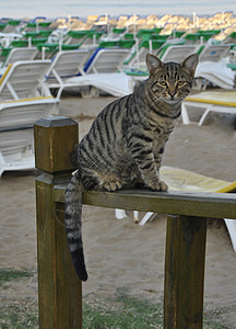 海滩猫图片