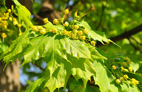 花Acer叶子花园树叶绿色植物群花朵植物图片