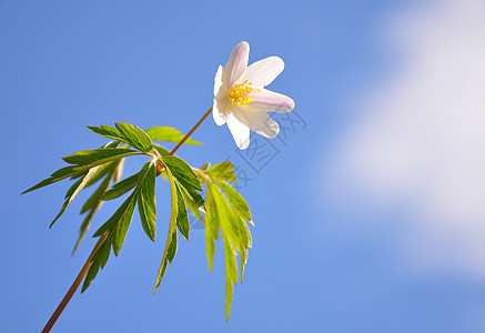 木天空叶子白头翁银针植物白色图片