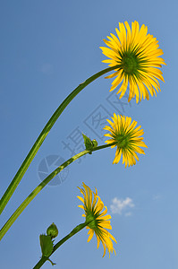 豹巢 Doronicum 东方祸根草本植物植物群花朵豹子黄色天空植物花园图片