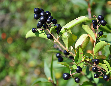 阿尔德尔伯蓬福朗古拉烷浆果水果植物群绿色树叶叶子灌木黑色图片