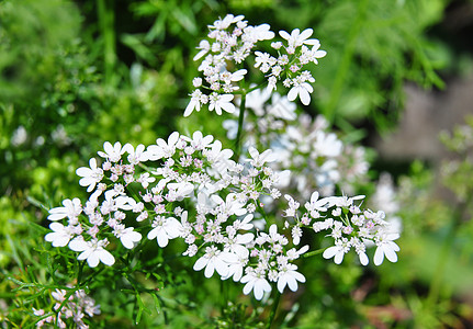 Coriander 翻译烹饪沙拉芫荽草本植物植物花朵药品树叶白色叶子图片