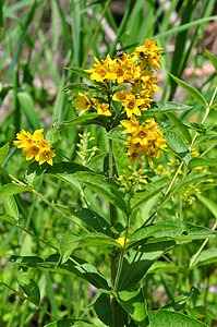 黄线Lysimachia粗俗草本植物黄色植物植物群图片