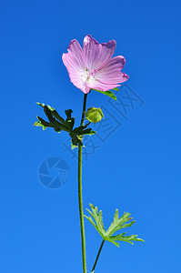 更大的Malva alcea红色草本植物粉色植物群植物紫色图片