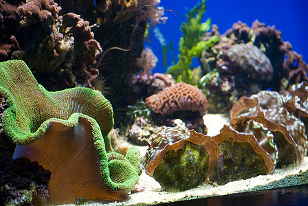 含有鱼类和珊瑚的水族馆异国情调爱好旅行动物潜水员旅游呼吸管生活假期图片