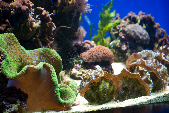 含有鱼类和珊瑚的水族馆异国情调爱好旅行动物潜水员旅游呼吸管生活假期图片