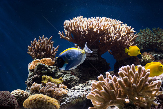 含有鱼类和珊瑚的水族馆假期荒野生活潜水员游泳浮潜花园蓝色潜水旅行图片
