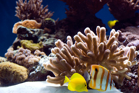 含有鱼类和珊瑚的水族馆荒野蓝色潜水情调旅行生活盐水热带游泳动物图片