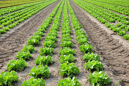 发生字段绿色蔬菜植物场地土壤农场乡村沙拉农业收成图片