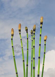 马尾 等离子绿色草本植物植物群植物天空木贼图片