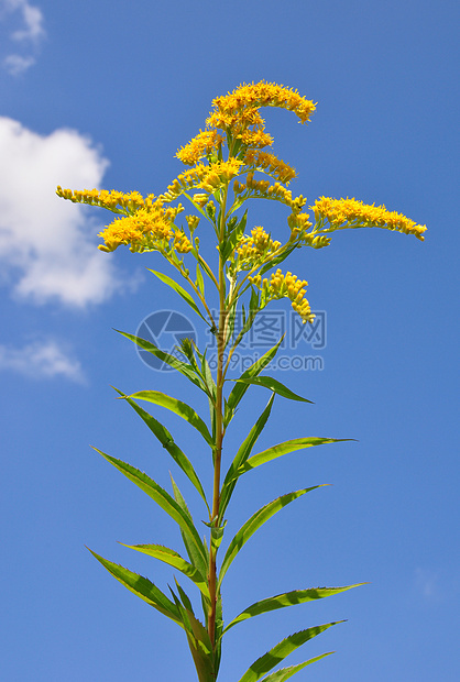 巨型金罗德菊科黄花黄色植物植物群草本植物图片